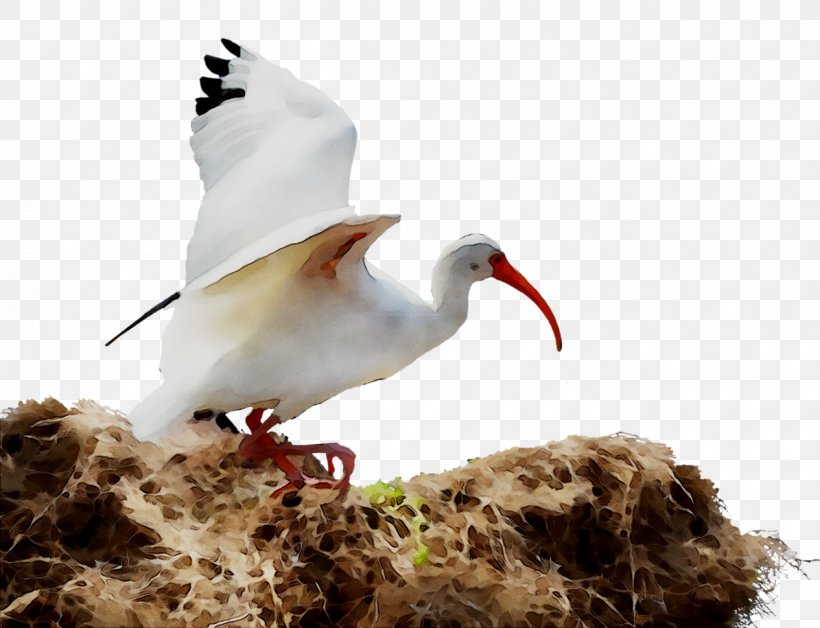 White Stork Beak Wader Ibis Neck, PNG, 1265x969px, White Stork, Beak, Bird, Charadriiformes, Egret Download Free