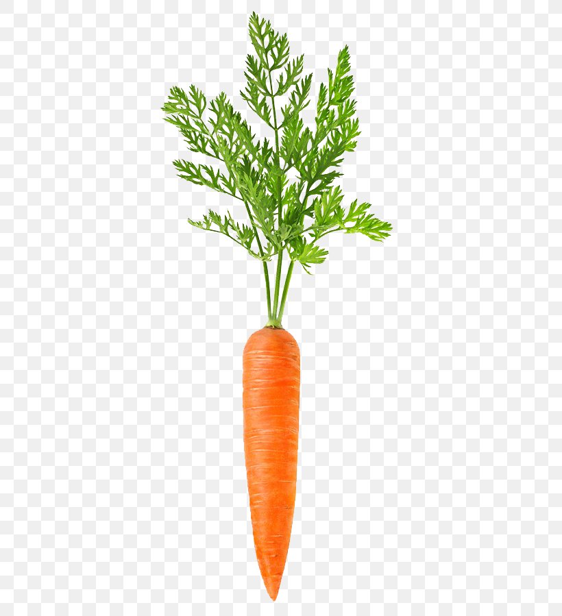Carrot, PNG, 720x899px, Carrot, Flowerpot, Food, Frozen Film Series, Leaf Vegetable Download Free