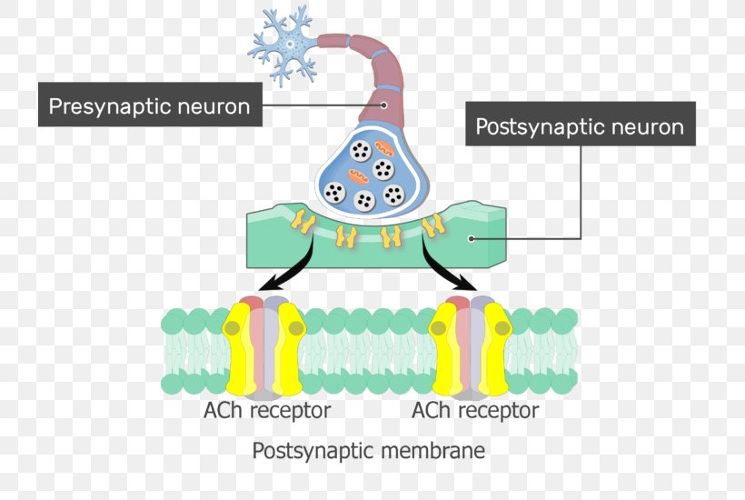 Excitatory Postsynaptic Potential Acetylcholine Receptor Depolarization, PNG, 735x550px, Postsynaptic Potential, Acetylcholine, Acetylcholine Receptor, Action Potential, Area Download Free