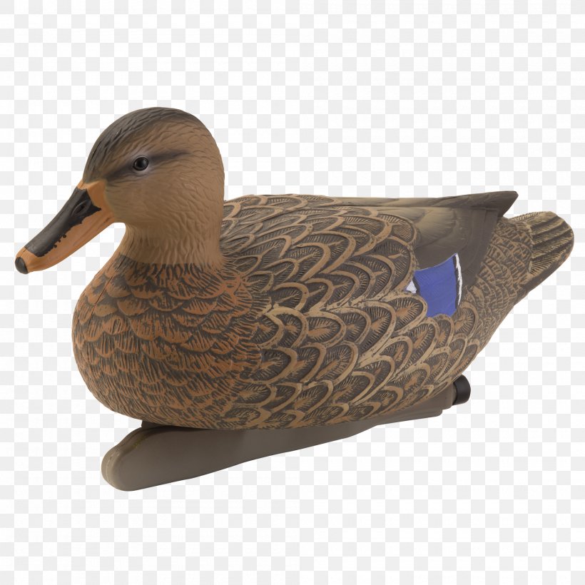 Mallard Duck Beak Feather, PNG, 2000x2000px, Mallard, Beak, Bird, Duck, Ducks Geese And Swans Download Free