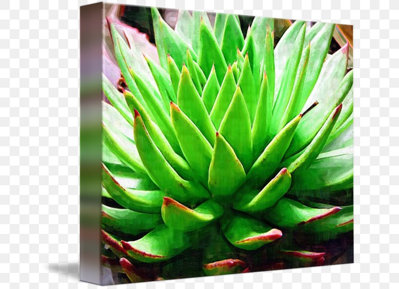 Plant, PNG, 650x593px, Plant Download Free