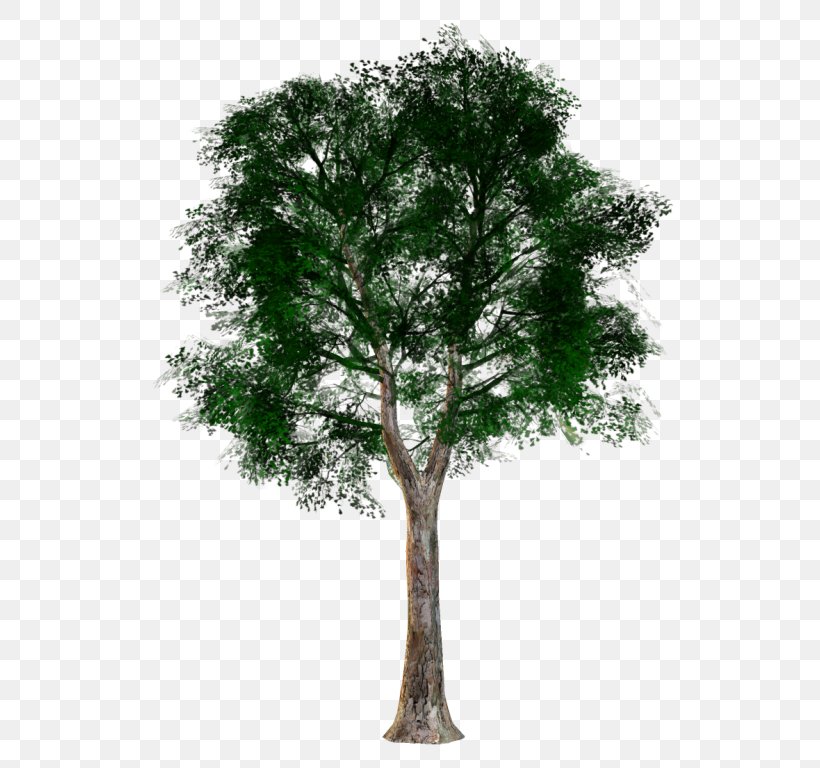 Tree Woody Plant Trunk Branch, PNG, 572x768px, Tree, Branch, Leaf, Oak, Plane Tree Family Download Free