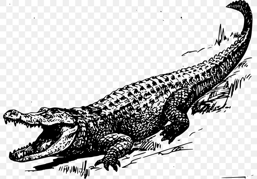 Alligator Crocodile Black And White Clip Art, PNG, 800x571px, Alligator, Art, Black And White, Cartoon, Crocodile Download Free