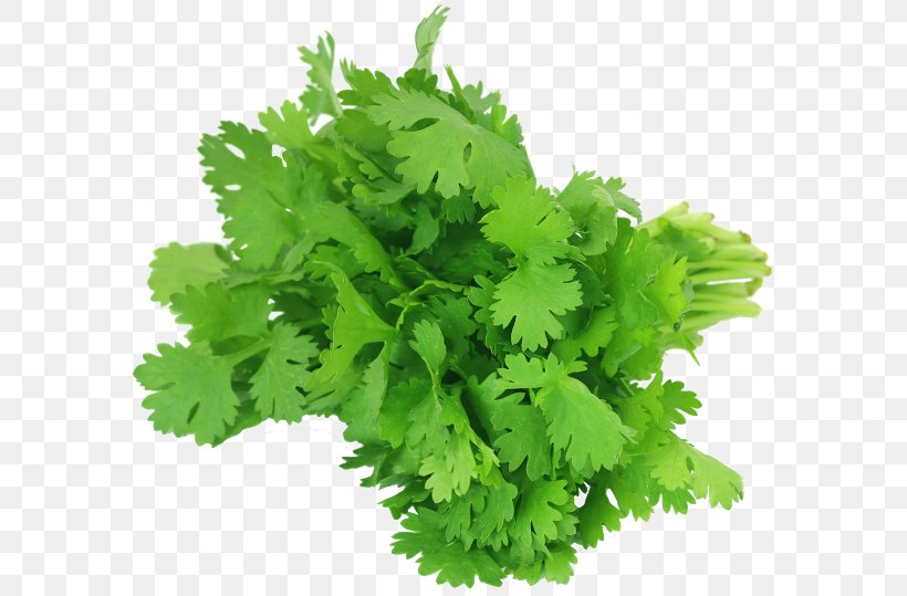 Coriander Chutney Herb Vegetable Leaf, PNG, 596x539px, Coriander, Arugula, Basil, Celery, Chives Download Free