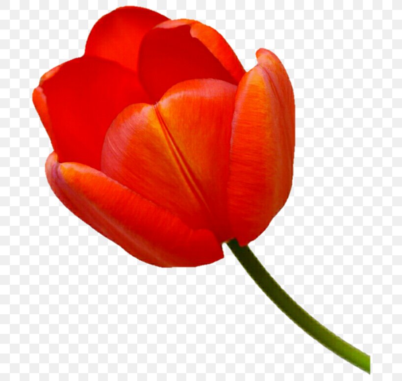 Tulip Petal Close-up Plant Stem, PNG, 719x776px, Tulip, Close Up, Closeup, Coquelicot, Flower Download Free