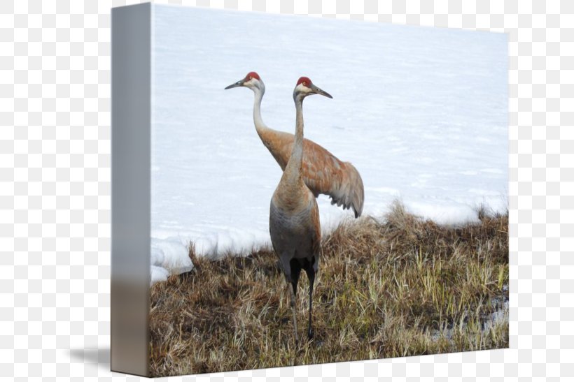 Water Bird Beak, PNG, 650x547px, Bird, Beak, Crane, Crane Like Bird, Fauna Download Free