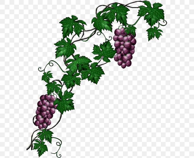 Common Grape Vine Plant, PNG, 595x668px, Common Grape Vine, Branch, Flowering Plant, Food, Fruit Download Free