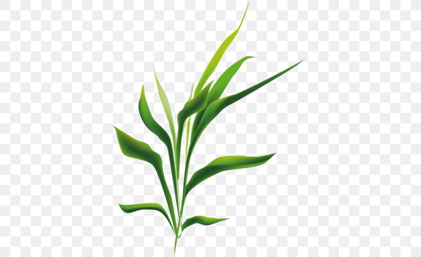 Icon Design, PNG, 500x500px, Icon Design, Aquarium Decor, Aquatic Plants, Commodity, Desktop Environment Download Free