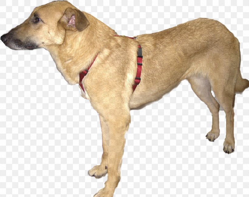 Dog Breed Black Mouth Cur Sporting Group .com, PNG, 1420x1124px, Dog Breed, Animal, Black Mouth Cur, Breed, Carnivoran Download Free