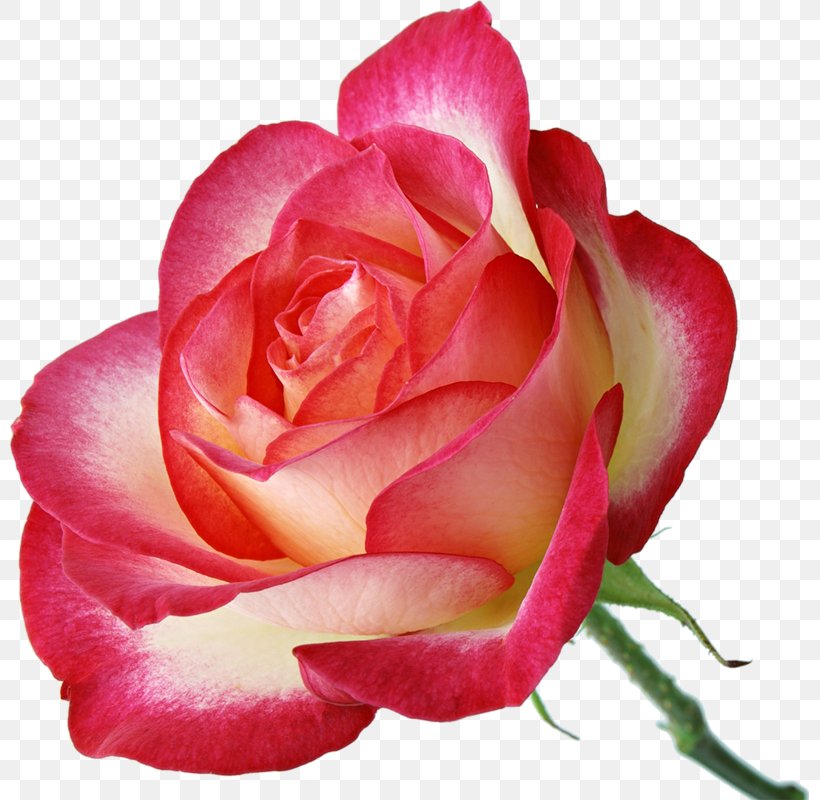 Garden Roses Pink Centifolia Roses, PNG, 799x800px, Garden Roses, Animation, Bud, Centifolia Roses, China Rose Download Free