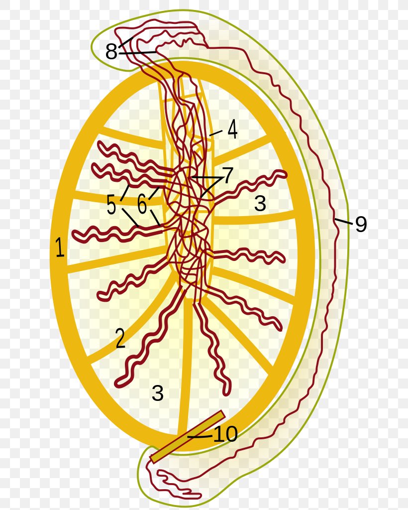 Rete Testis Testicle Efferent Ducts Mediastinum Testis Epididymis, PNG, 724x1024px, Testicle, Area, Connective Tissue, Epididymis, Male Reproductive System Download Free
