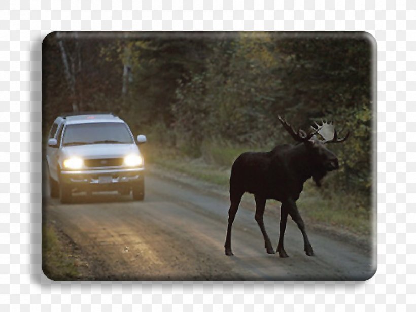 Alaska Moose Deer Animal Bear Wildlife, PNG, 900x675px, Alaska Moose, Accident, Alaska, Animal, Antler Download Free