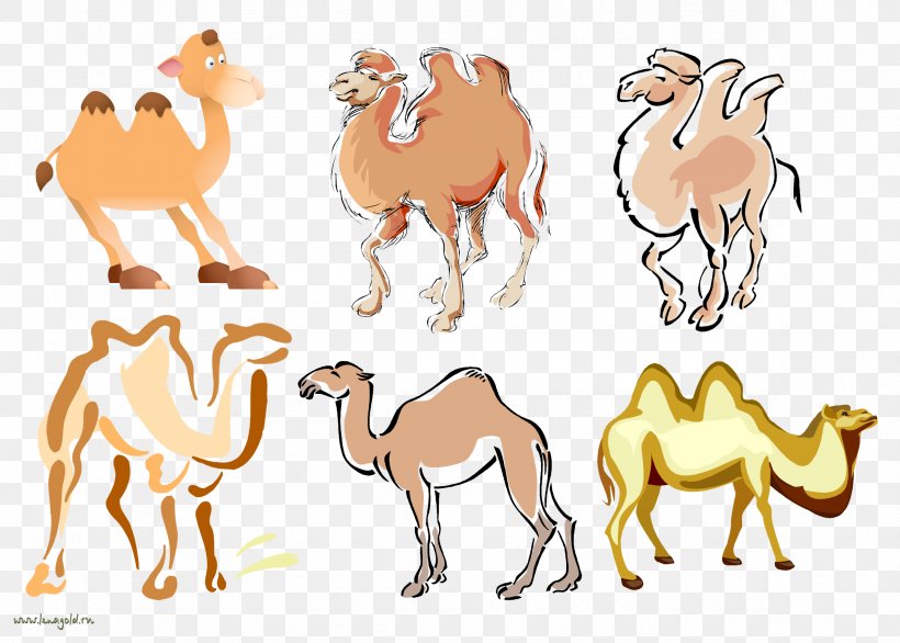 Dromedary Drawing Photography Clip Art, PNG, 2360x1688px, Dromedary, Animal, Animal Figure, Arabian Camel, Camel Download Free