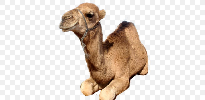 Dromedary Wild Bactrian Camel Gepa Camel Face, PNG, 369x400px, Dromedary, Animal, Arabian Camel, At Hump, Bactrian Camel Download Free