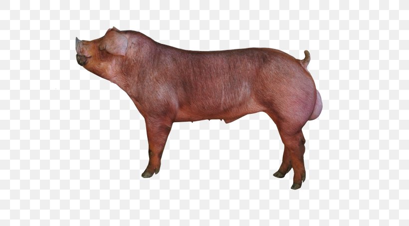 Duroc Pig Piétrain Breed Cattle Pig Farming, PNG, 620x453px, Duroc Pig, Breed, Cattle, Cattle Like Mammal, Domestic Pig Download Free
