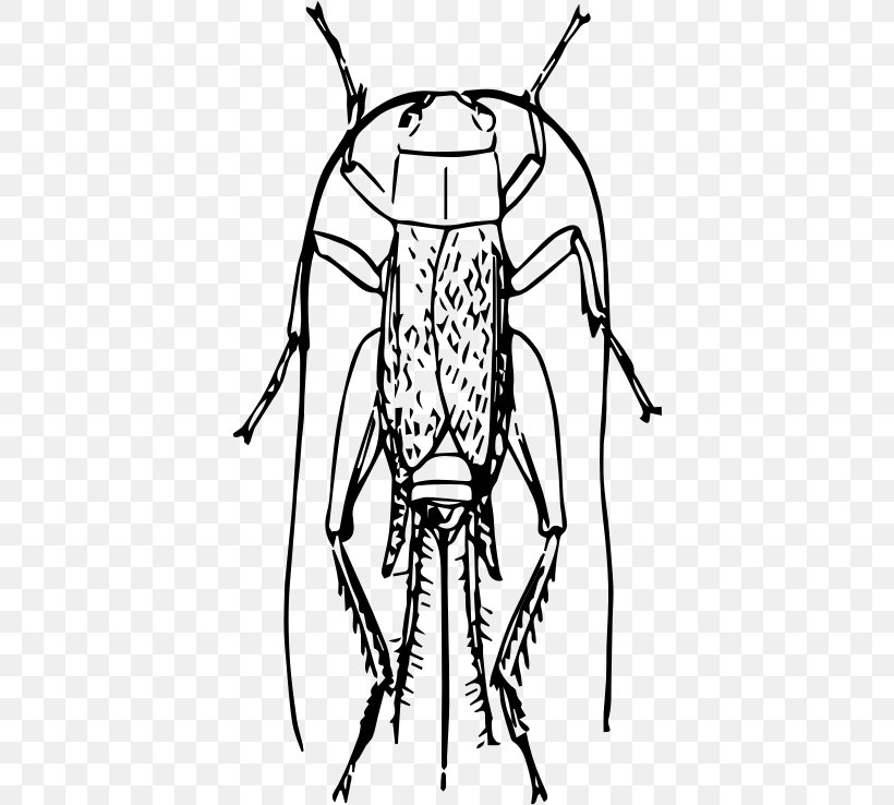 Insect Drawing Clip Art, PNG, 394x738px, Insect, Art, Artwork, Black And White, Cricket Download Free