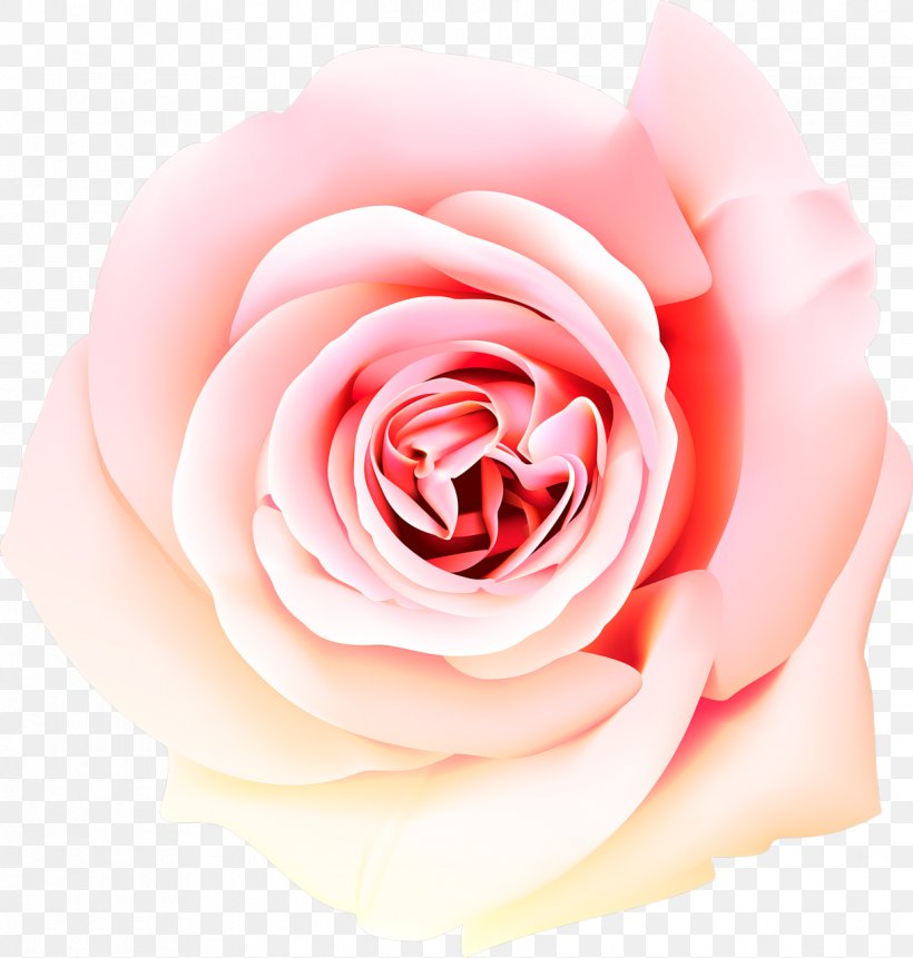 Perfume Desktop Wallpaper Beach Rose, PNG, 1219x1280px, Perfume, Beach Rose, Close Up, Cut Flowers, Floribunda Download Free