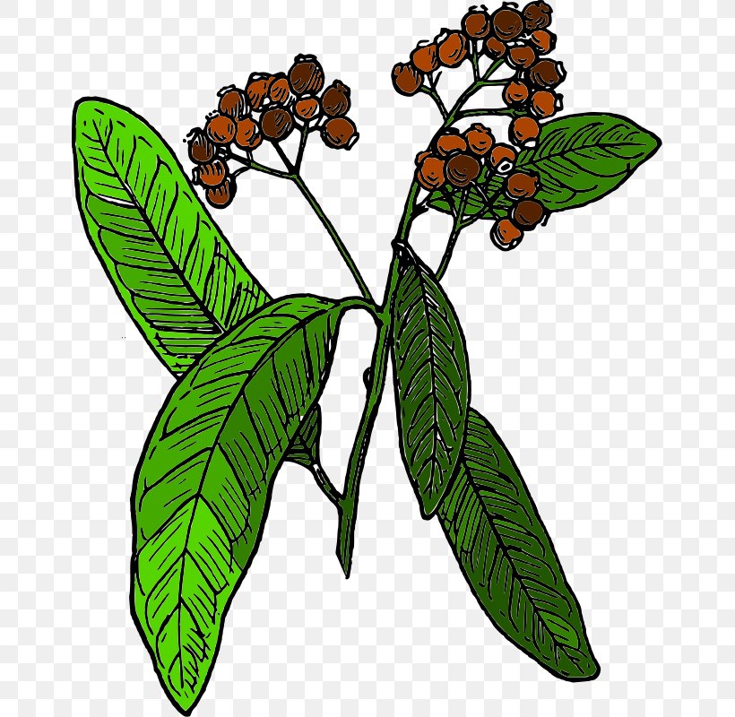 Allspice Clip Art, PNG, 659x800px, Allspice, Black Pepper, Branch, Brush Footed Butterfly, Butterfly Download Free