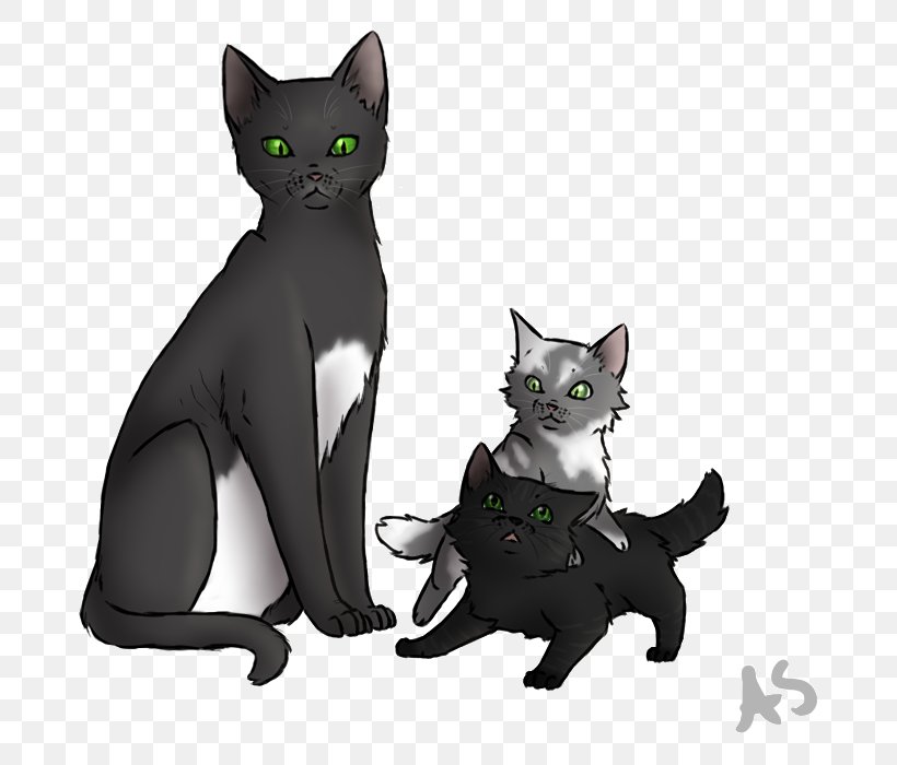 Korat Kitten Warriors Firestar Dovewing, PNG, 800x700px, Korat, Black Cat, Brightheart, Carnivoran, Cat Download Free