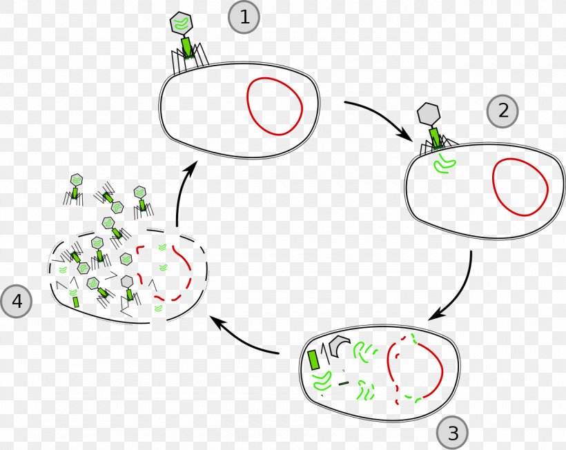 Lysis Lytic Cycle Cell Virus Lysogenic Cycle, PNG, 1280x1019px, Lysis, Area, Artwork, Bacteria, Bacteriophage Download Free
