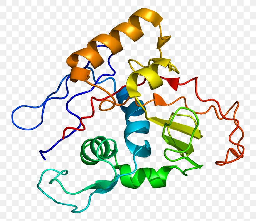 Na+/K+-ATPase ATPase, Na+/K+ Transporting, Alpha 1 Protein Hydrogen Potassium ATPase, PNG, 798x708px, Watercolor, Cartoon, Flower, Frame, Heart Download Free