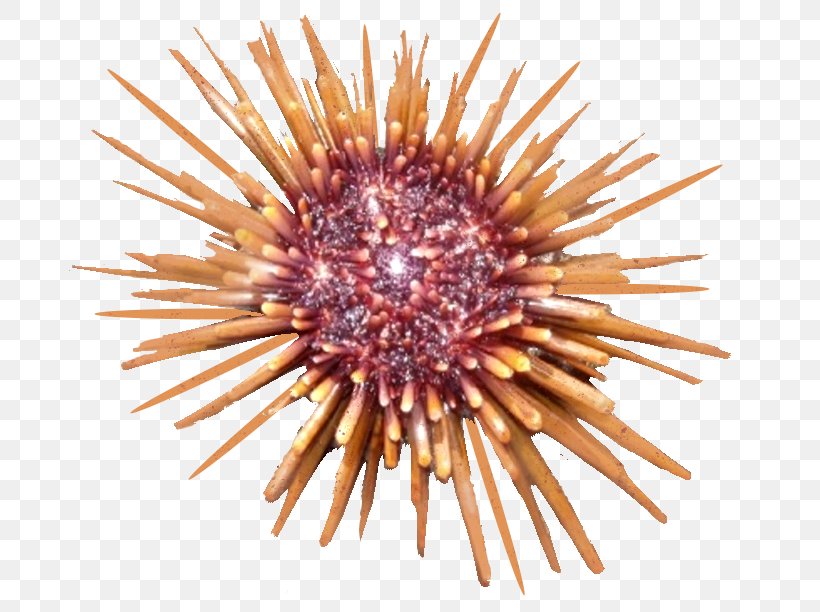 Sea Urchin Autumn Summer Spring Winter, PNG, 716x612px, Sea Urchin, Aquarium, Autumn, Echinoderm, Fish Download Free