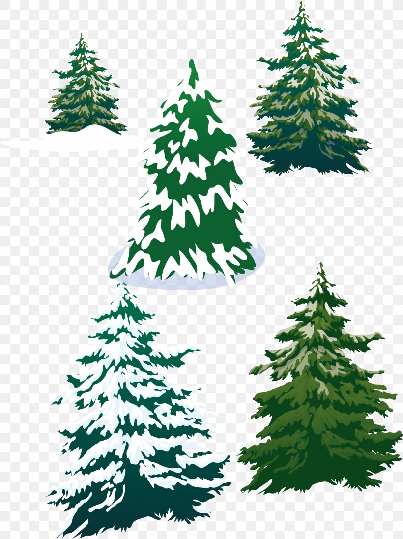 Vector Snowy Pine Trees, PNG, 2558x3420px, Fir, Branch, Cedar, Christmas, Christmas Decoration Download Free