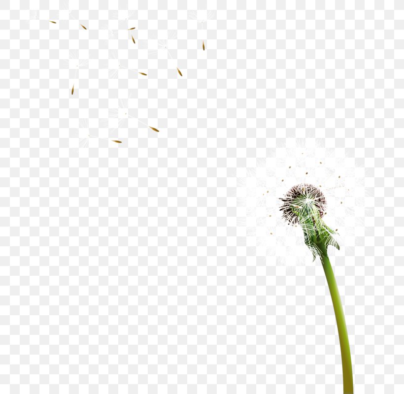 Dandelion Grasses Leaf Petal Plant Stem, PNG, 724x800px, Dandelion, Close Up, Closeup, Family, Flora Download Free