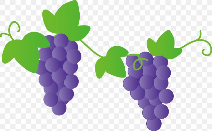 Niagara Grape Kyoho Delaware Muscat, PNG, 1091x676px, Grape, Asian Pear, Brix, Common Grape Vine, Delaware Download Free
