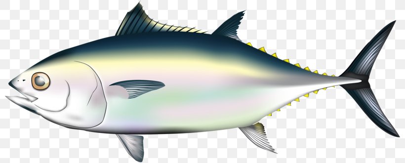 Pacific Bluefin Tuna Fish Migration Illustration, PNG, 800x330px, Pacific Bluefin Tuna, Bony Fish, Fauna, Fin, Fish Download Free
