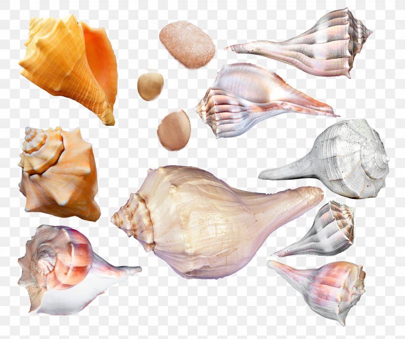 Seashell Cockle Sea Snail Conchology, PNG, 2152x1804px, Seashell, Bolinus Brandaris, Cockle, Conch, Conchology Download Free