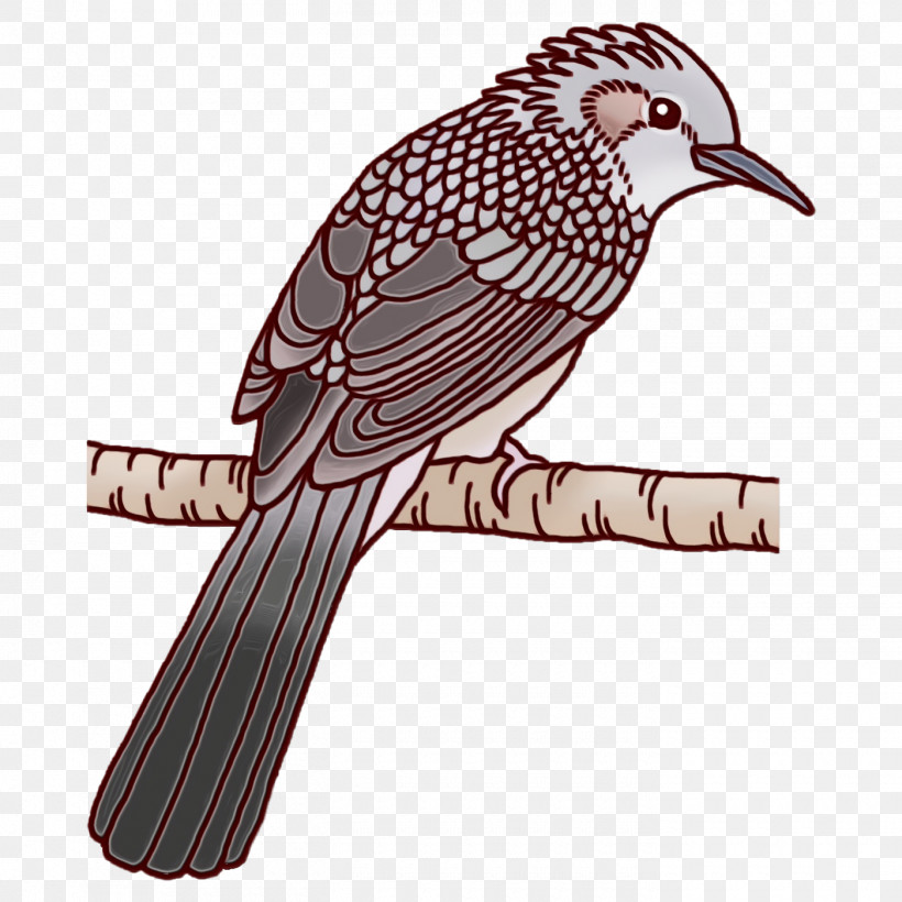 Feather, PNG, 1400x1400px, Watercolor, Beak, Cuckoos, Cuculiformes, Feather Download Free