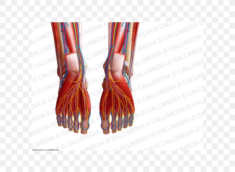 Finger Blood Vessel Foot Anatomy Muscle, PNG, 600x600px, Watercolor, Cartoon, Flower, Frame, Heart Download Free