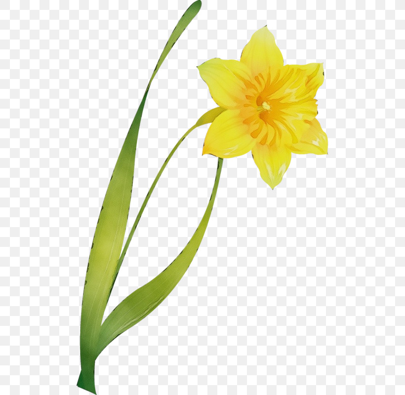 Flower Yellow Plant Petal Narcissus, PNG, 515x800px, Watercolor, Amaryllis Family, Cut Flowers, Flower, Narcissus Download Free
