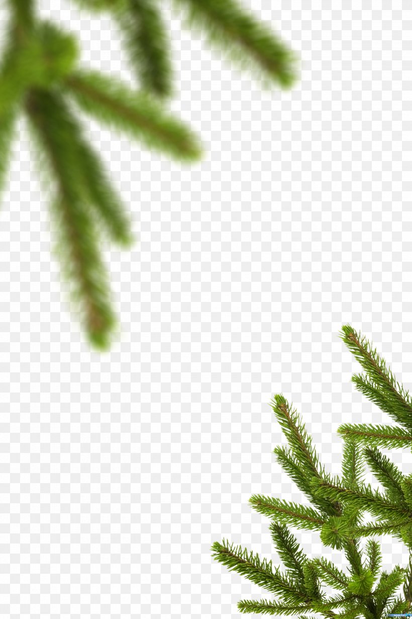 Spruce Evergreen Vegetation Leaf Plant Stem, PNG, 3000x4500px, Spruce, Branch, Branching, Closeup, Conifer Download Free