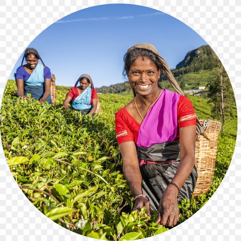 Sri Lankan Tamils Iced Tea, PNG, 2000x2000px, Sri Lanka, Agriculture, Brand, Community, Foodservice Download Free