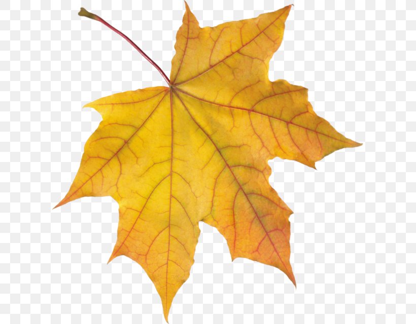 Autumn Leaf Color Orange, PNG, 617x640px, Autumn Leaf Color, Autumn, Color, Leaf, Maple Leaf Download Free