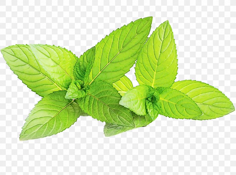 Mint Leaf, PNG, 2320x1727px, Cat, Basil, Candy, Cat Toys, Cat Treats Download Free