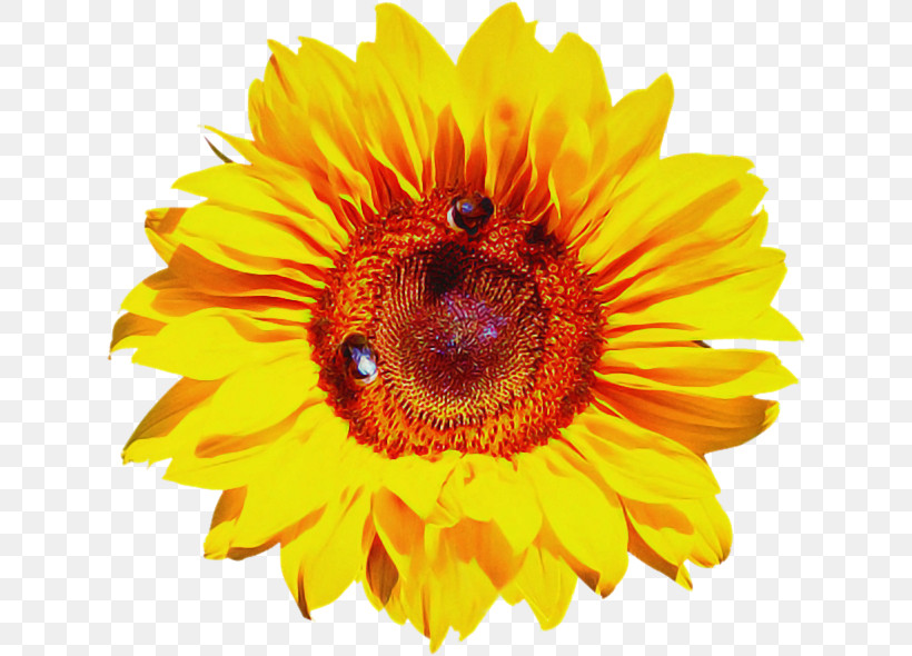 Sunflower, PNG, 630x590px, Sunflower, Flower, Orange, Petal, Plant Download Free