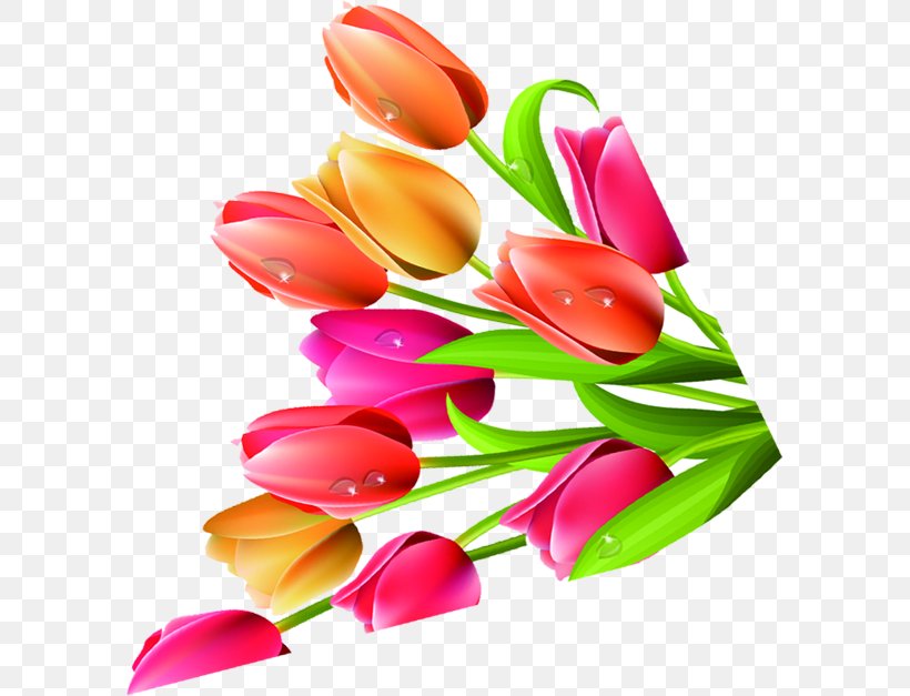 Tulip Petal Flower Plant, PNG, 593x627px, Tulip, Cut Flowers, Designer, Floral Design, Floristry Download Free