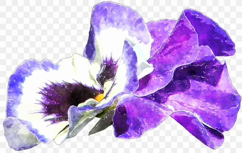 Violet Lilac Purple Iris Iridaceae, PNG, 1024x646px, Violet, Family, Flower, Flowering Plant, Iridaceae Download Free