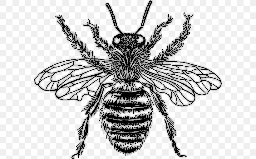 Western Honey Bee Drawing Clip Art, PNG, 600x511px, Bee, Art, Arthropod, Beehive, Black And White Download Free