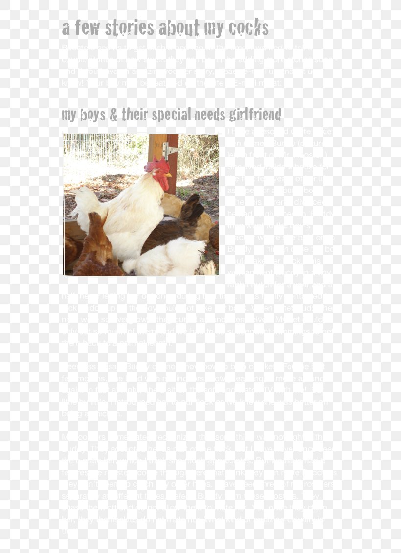 Advertising Water Bird Chicken As Food, PNG, 617x1129px, Advertising, Bird, Chicken, Chicken As Food, Fauna Download Free