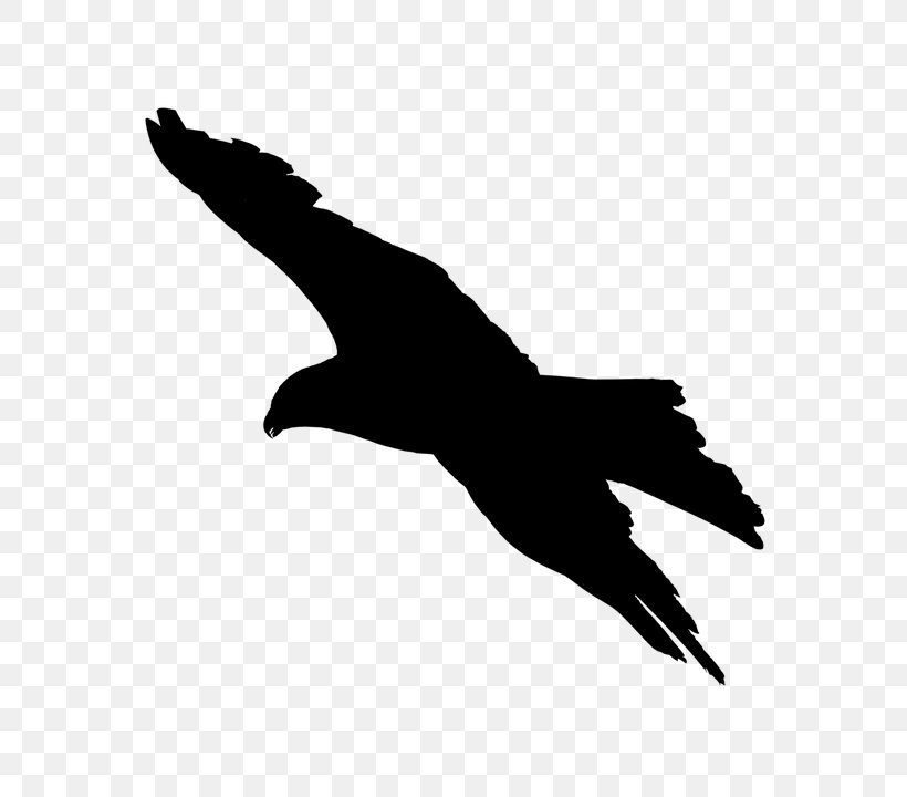 Bird Beak Wing Golden Eagle Kite, PNG, 720x720px, Bird, Beak, Bird Of Prey, Claw, Falconiformes Download Free