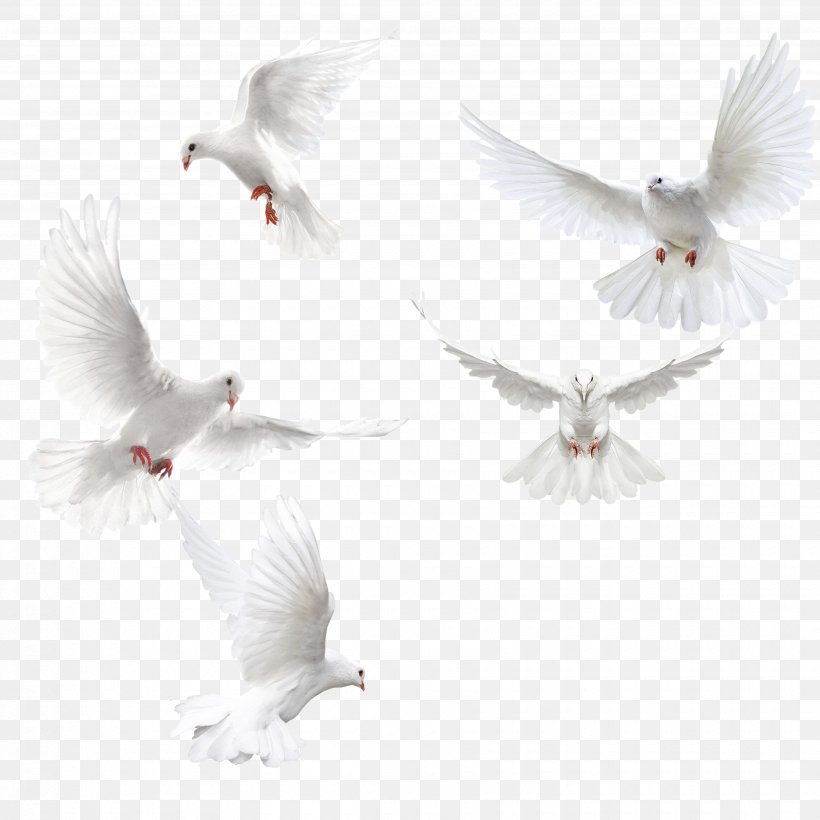 Columbidae Bird Squab, PNG, 3500x3500px, Columbidae, Beak, Bird, Feather, Pigeons And Doves Download Free
