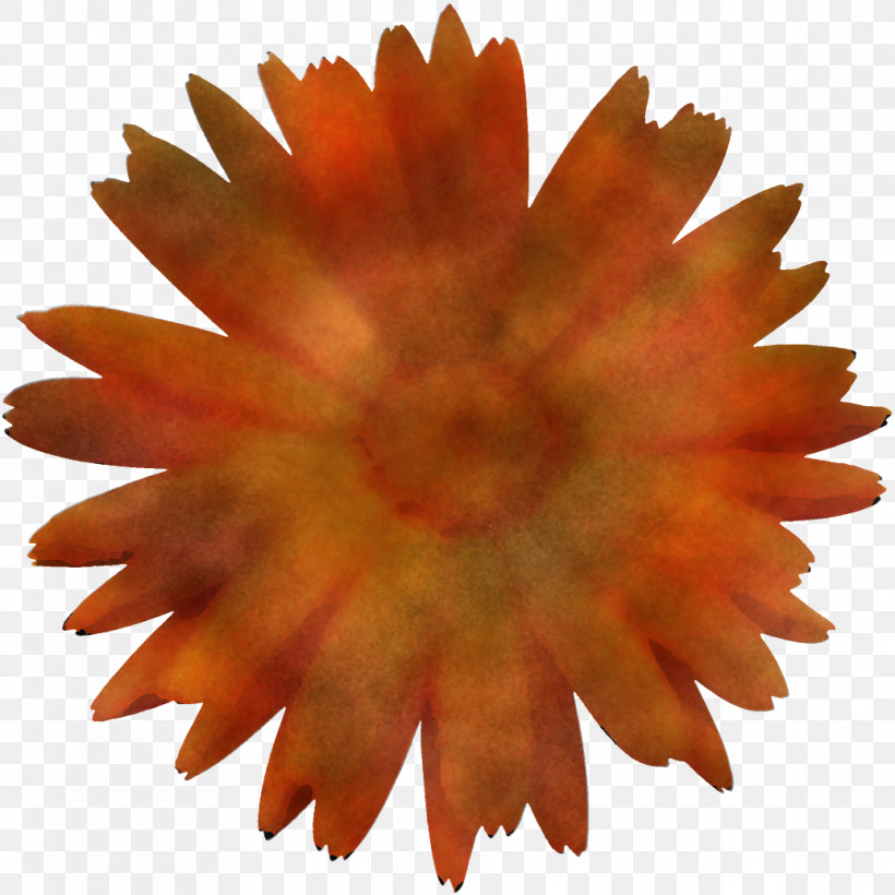 Orange, PNG, 1036x1036px, Orange, Flower, Plant, Yellow Download Free