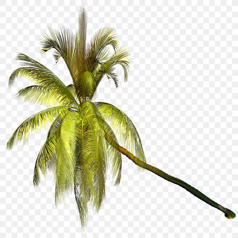 Palm Trees Clip Art Coconut Image, PNG, 1371x1368px, Palm Trees, Arecales, Branch, Centerblog, Coconut Download Free