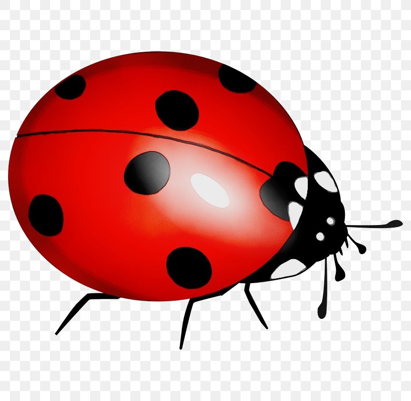 Ladybird Beetle Clip Art Image Vector Graphics, PNG, 800x800px, Ladybird Beetle, Beetle, Insect, Invertebrate, Ladybug Download Free
