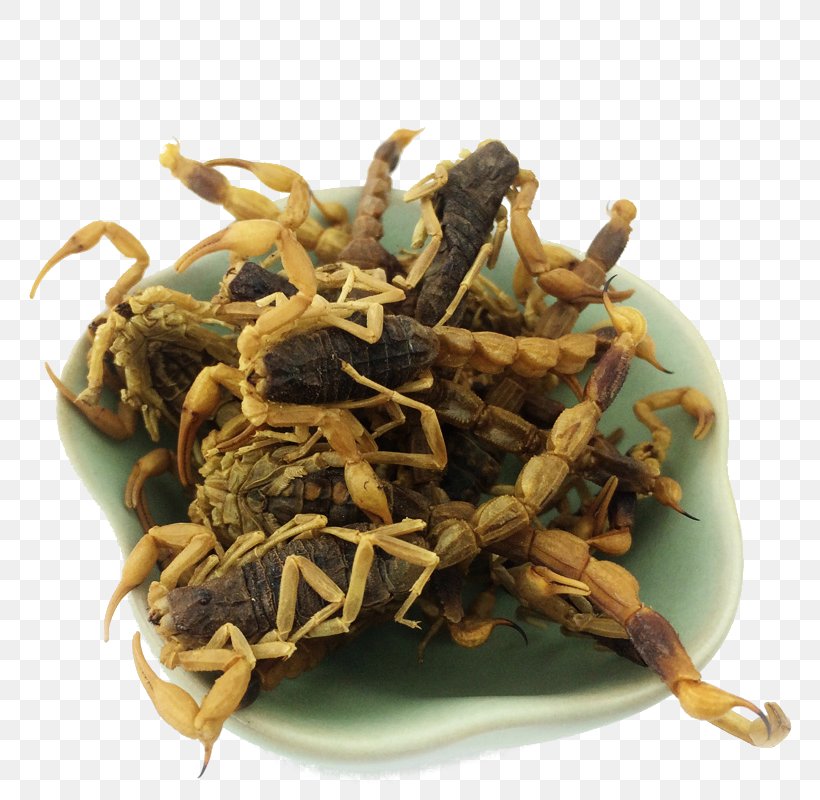 Scorpion Crude Drug Romeritos, PNG, 800x800px, Scorpion, Chinese Herbology, Crude Drug, Cuisine, Dish Download Free