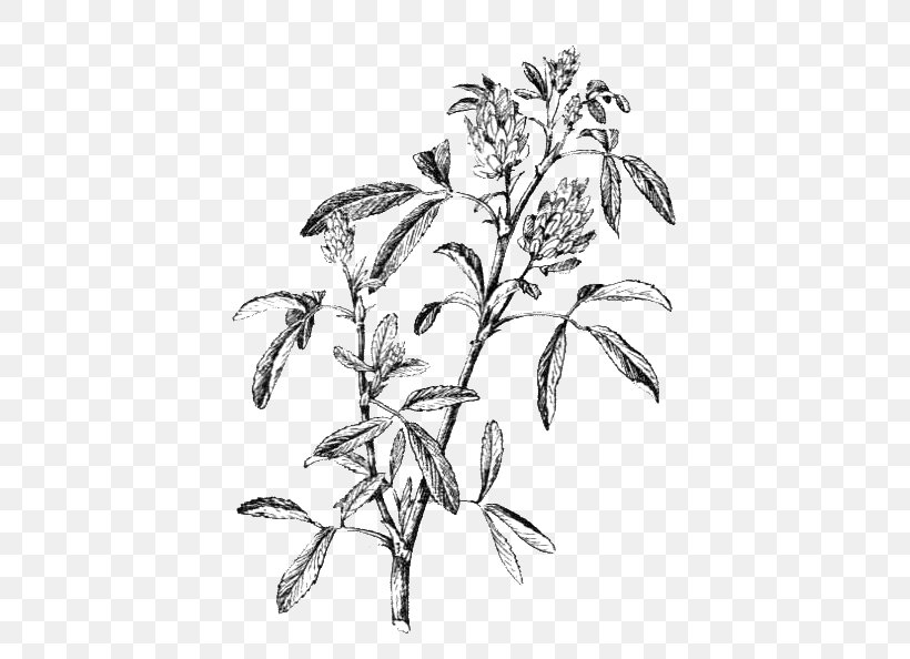 Alfalfa Plant Stem Leaf Flowering Plant, PNG, 510x594px, Alfalfa, Artwork, Black And White, Branch, Clover Download Free